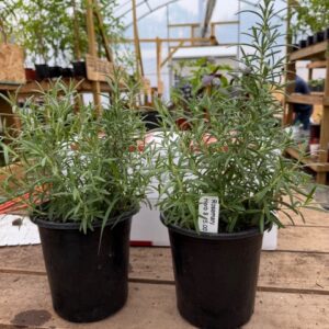 rosemary & greek organic oregano
