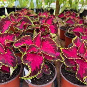 Home coleus chocolate covered cherry & mix color