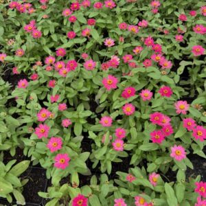 narrow leaf zinnia flower