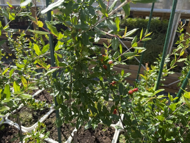 pomegranate tree pomegranate tree