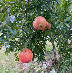 pomegranate tree
