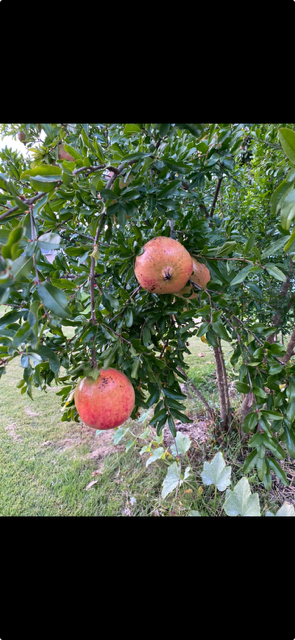 pomegranate tree pomegranate tree
