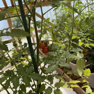 tomato